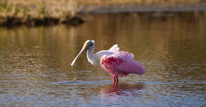 Wading Birds in Arkansas Bay, Texas